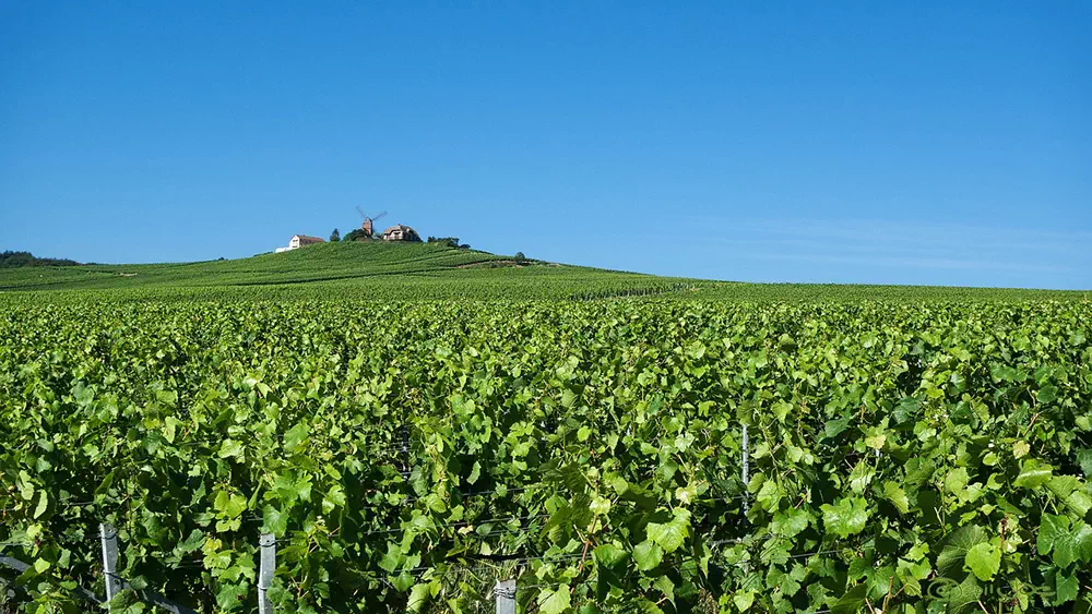 Vignoble dans la Marne