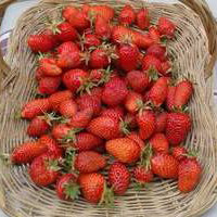 Panier de fraises cultivées naturellement.